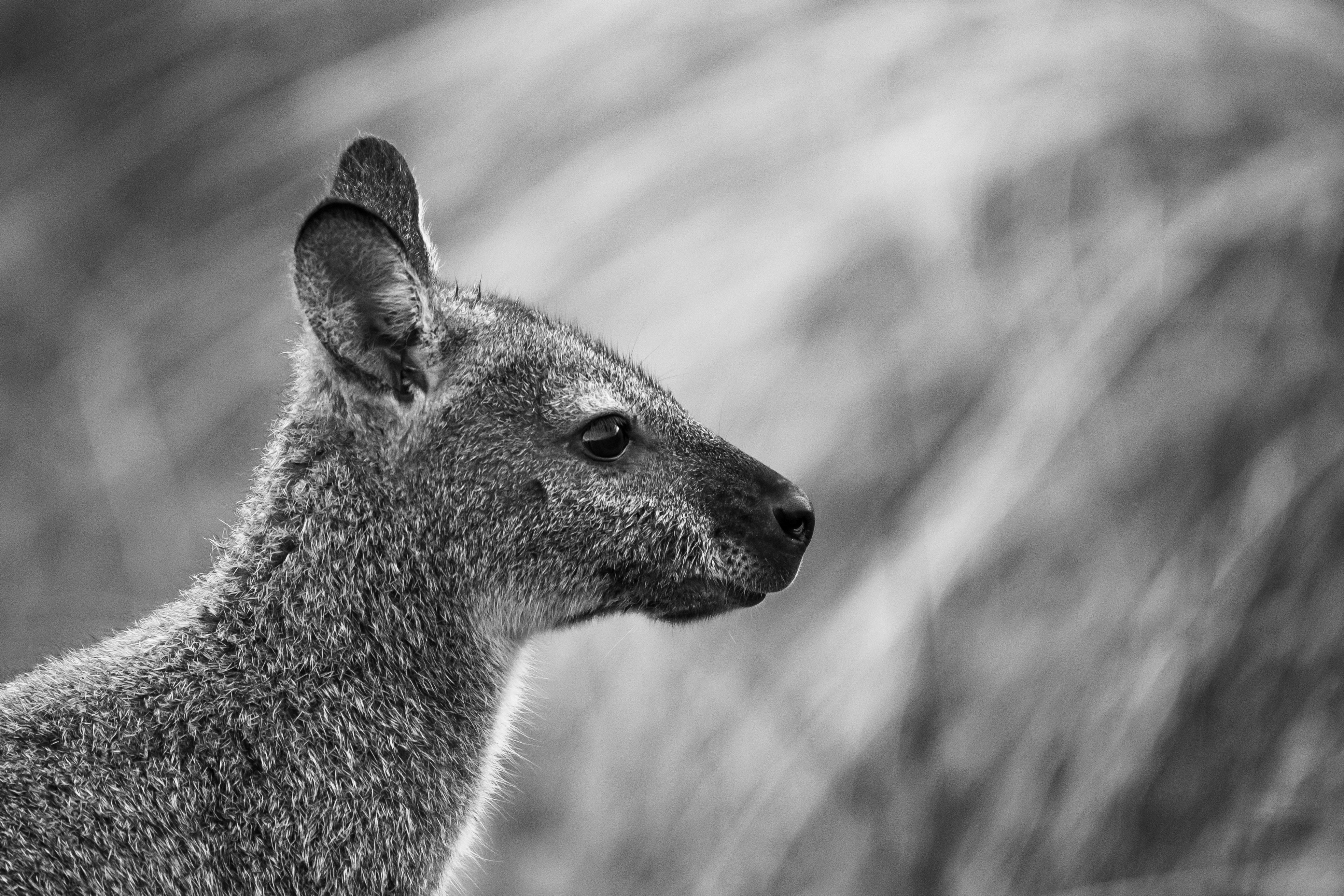 Close-up black and white portrait of a kangaroo in profile, facing right