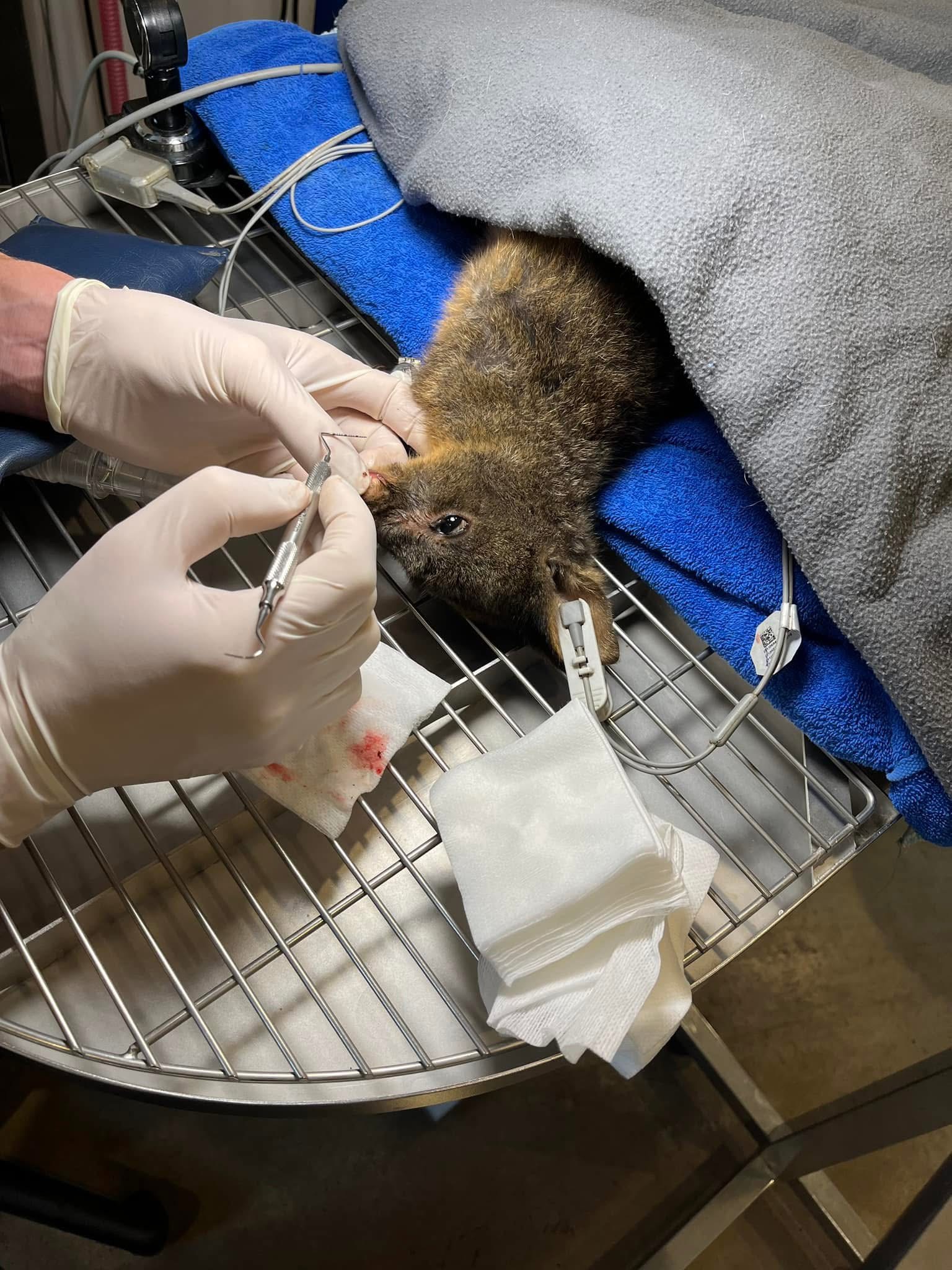 Orphaned joey receiving veterinary treatment during wildlife rehabilitation in Tasmania