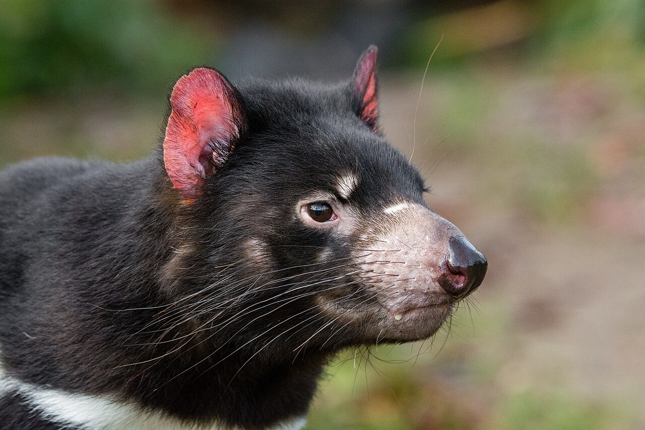 Tasmanian Devil