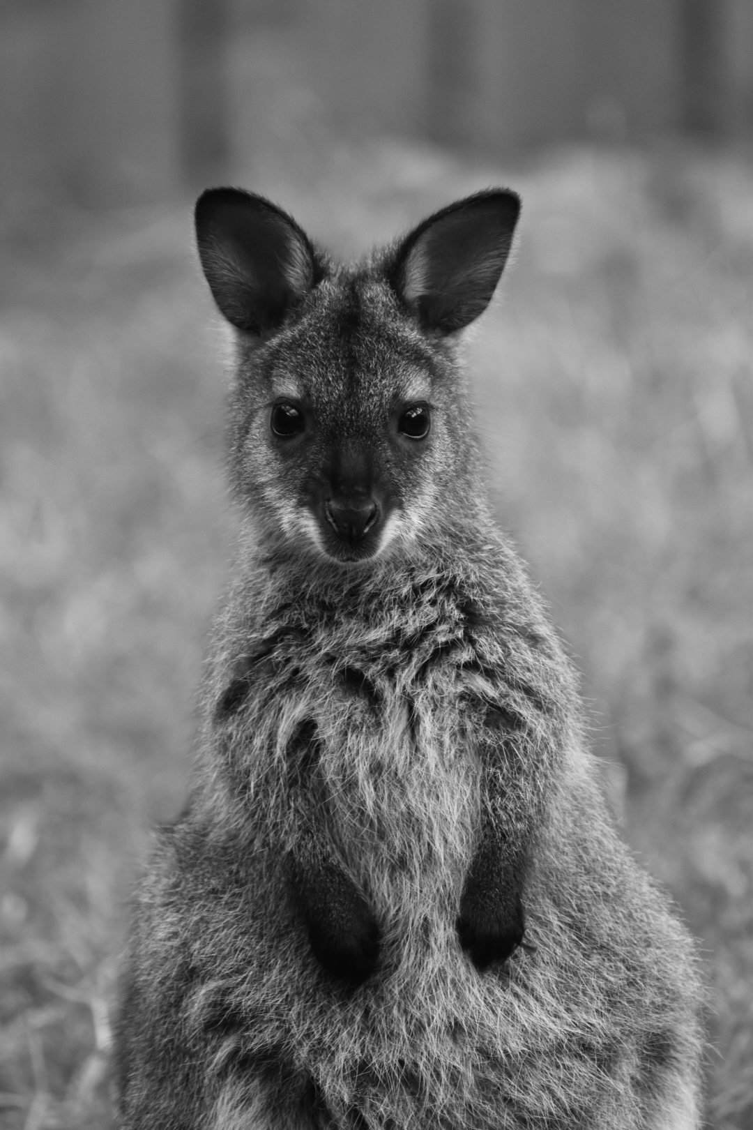 A close-up black and white portrait of a wallaby staring calmly into the camera