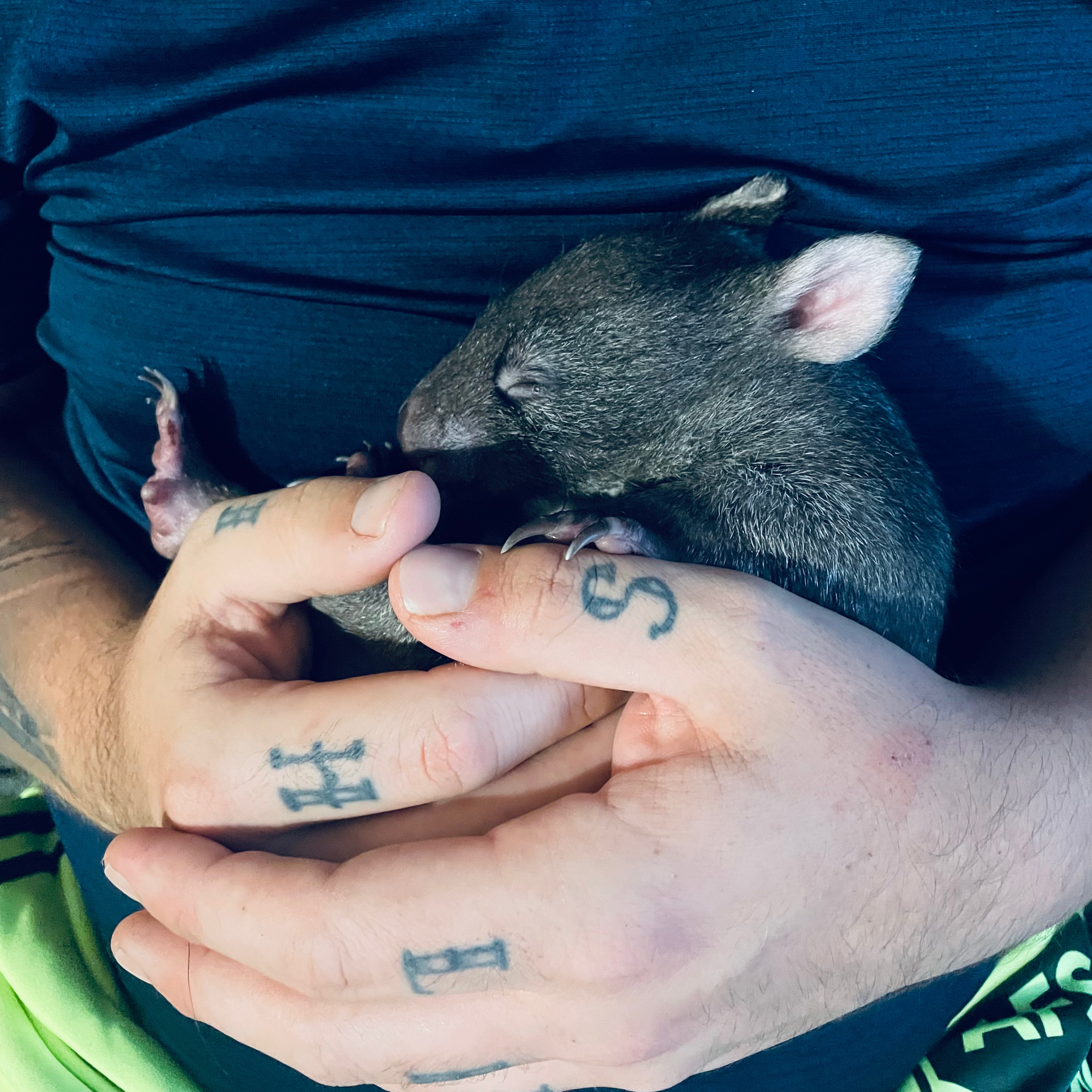 Wombat joey being gently held during wildlife rescue care