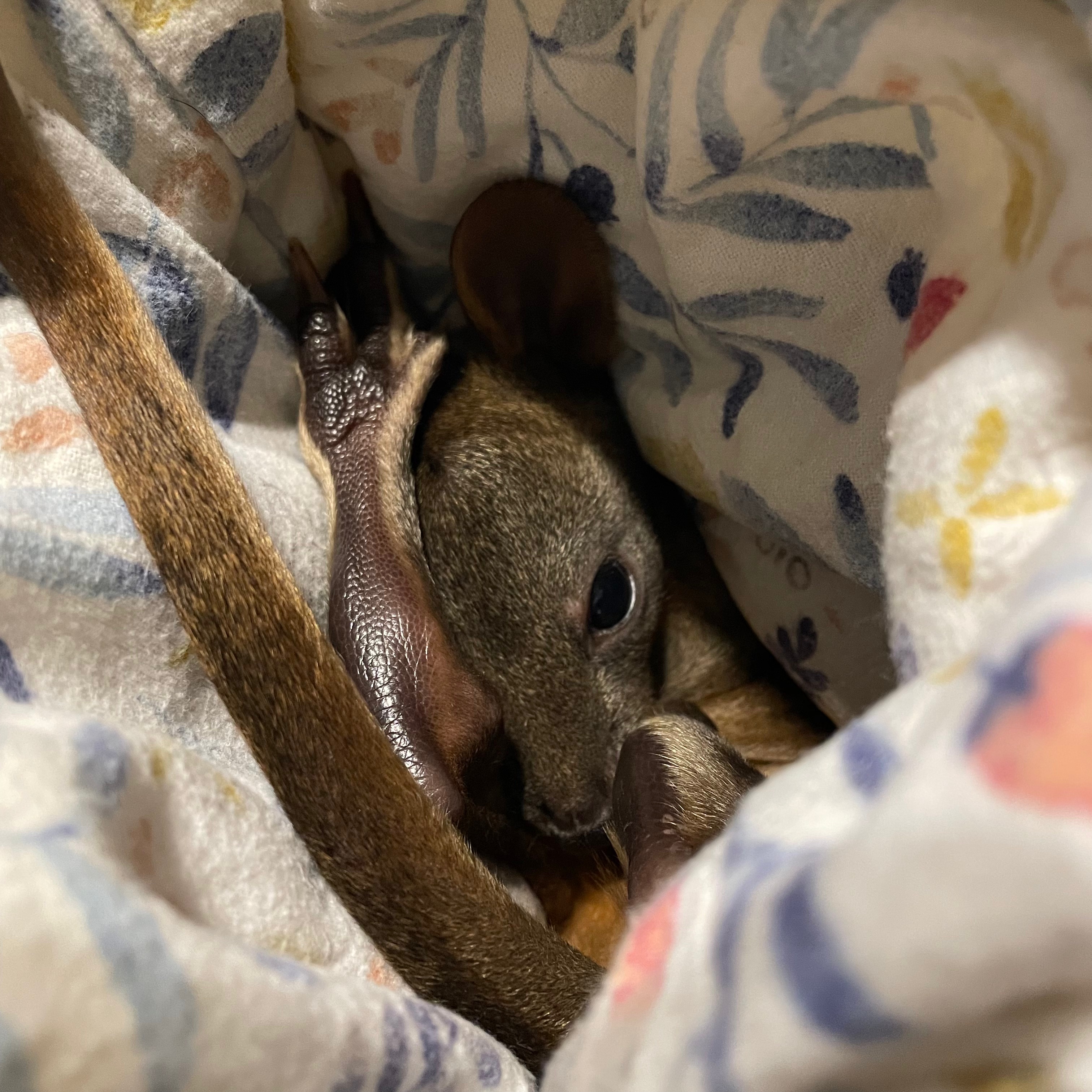 Rescued pademelon joey Luna wrapped in a soft pouch after a roadside rescue in northern Tasmania