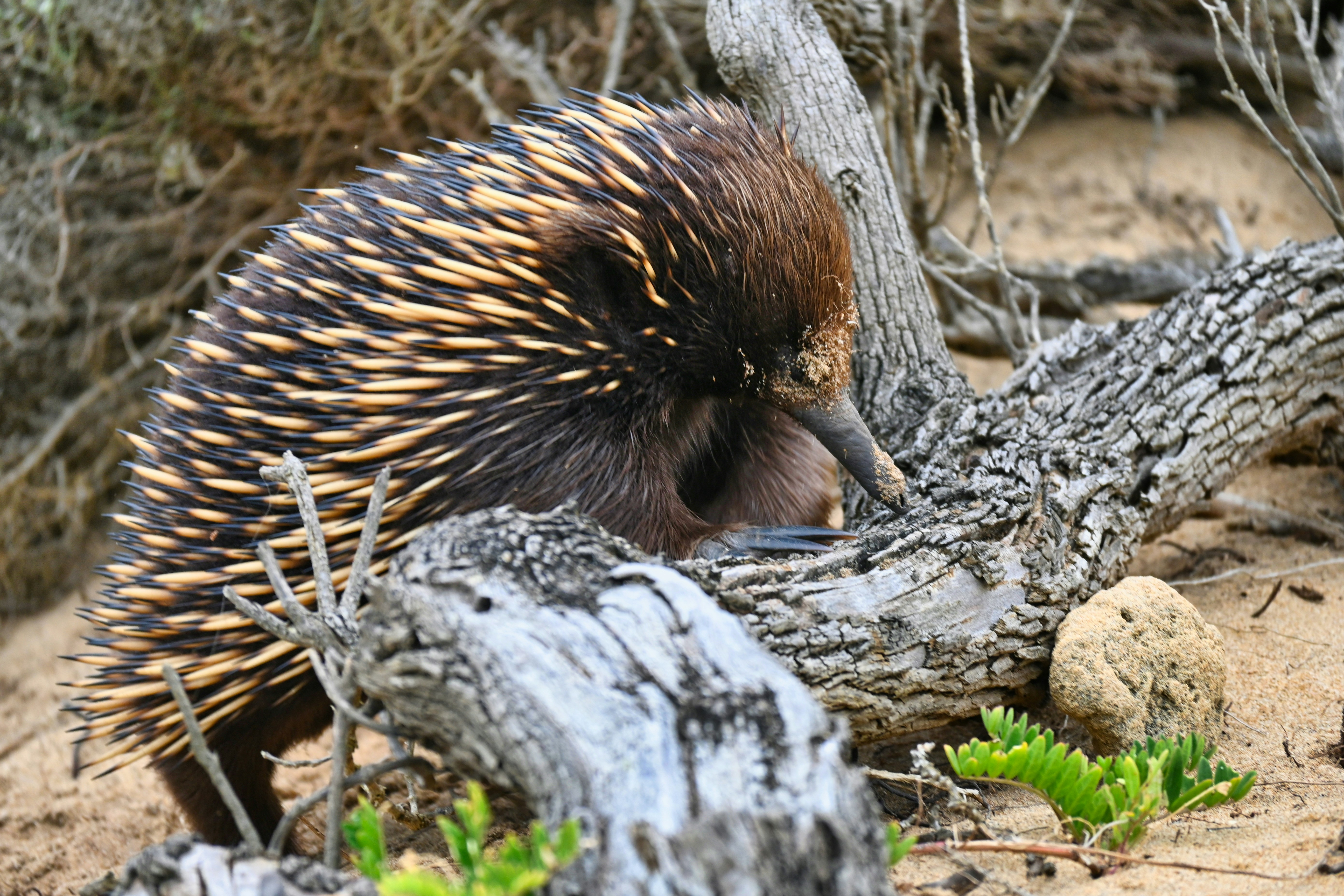 Echidna with sand on its snout foraging through driftwood on a sandy patch.