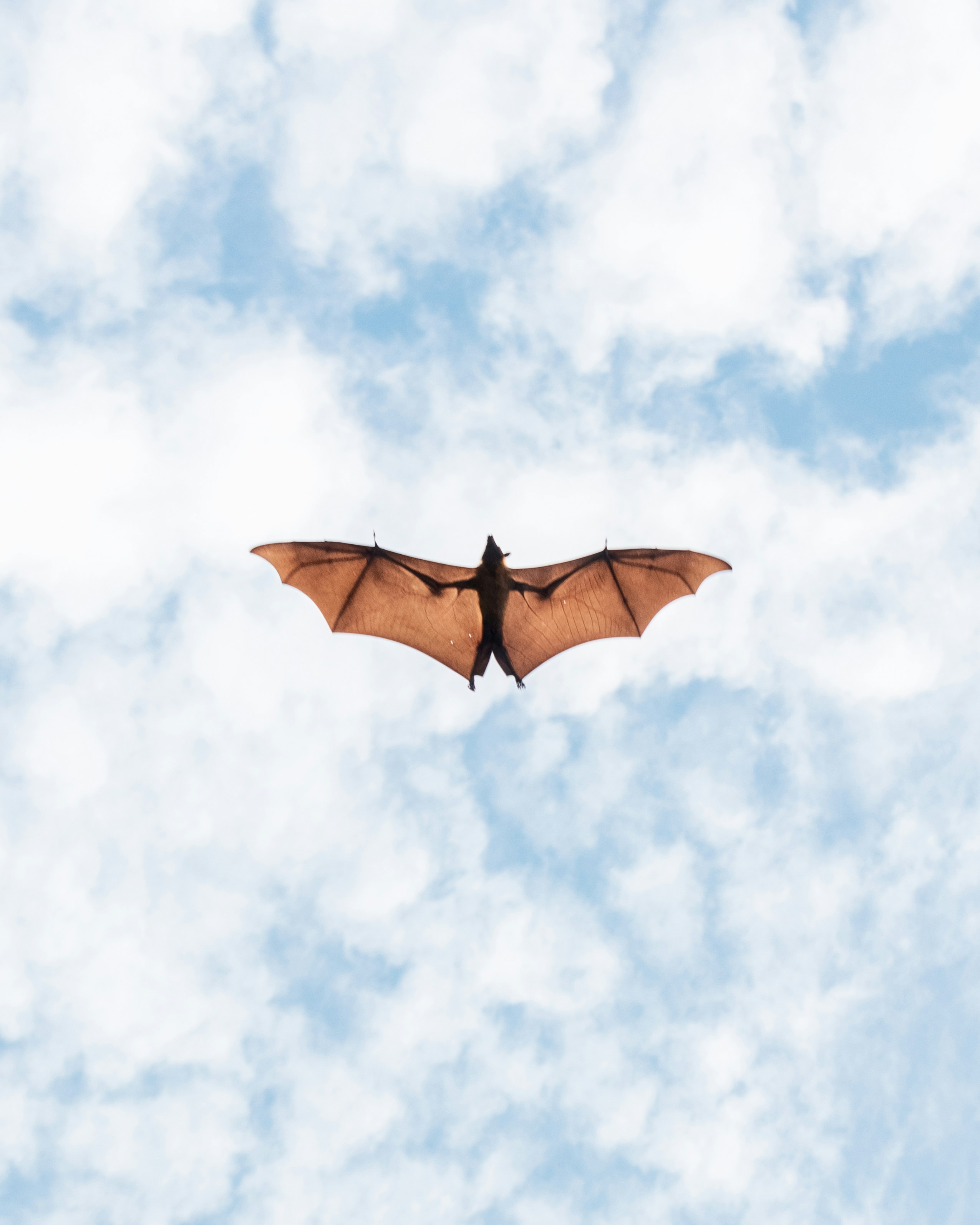 Flying fox gliding through a bright blue sky with outstretched wings, featured in a wildlife safety post about Australian Bat Lyssavirus and avoiding direct bat contact