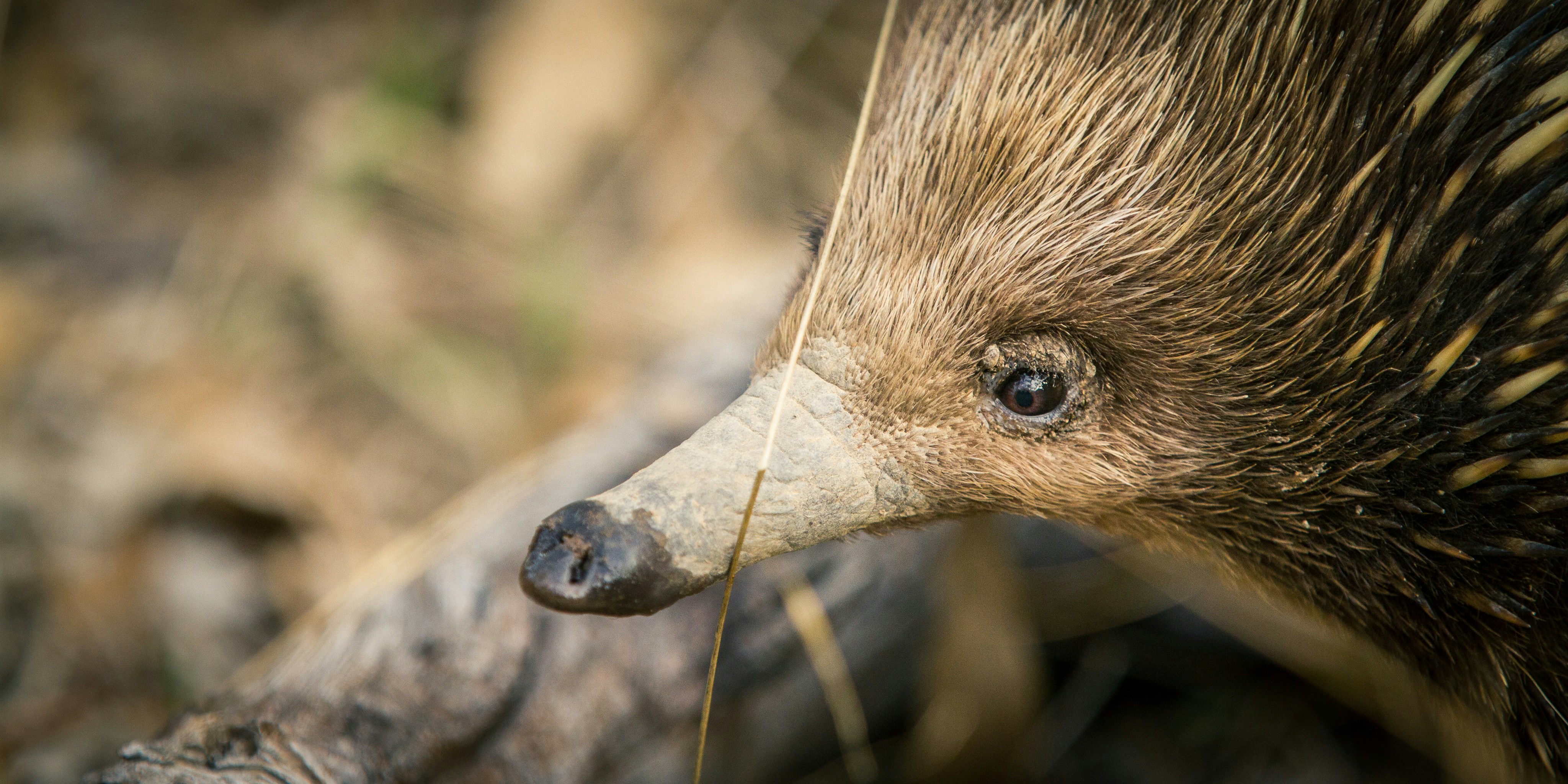 Close-up of an echidna’s face and snout, surrounded by dry grass and twigs.