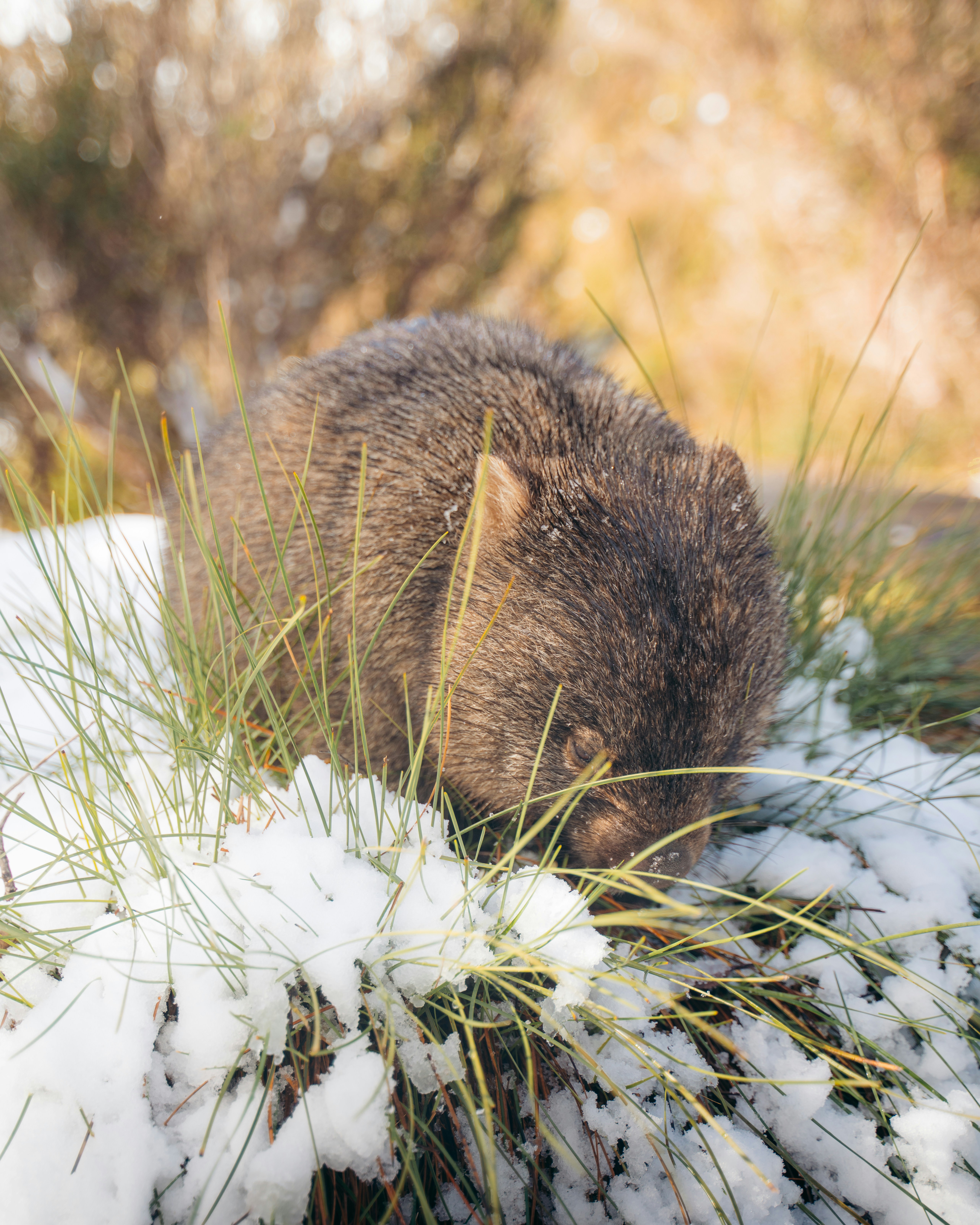 Close-up of a Tasmanian wombat snuffling through snow-covered grass, highlighting winter foraging behaviour.