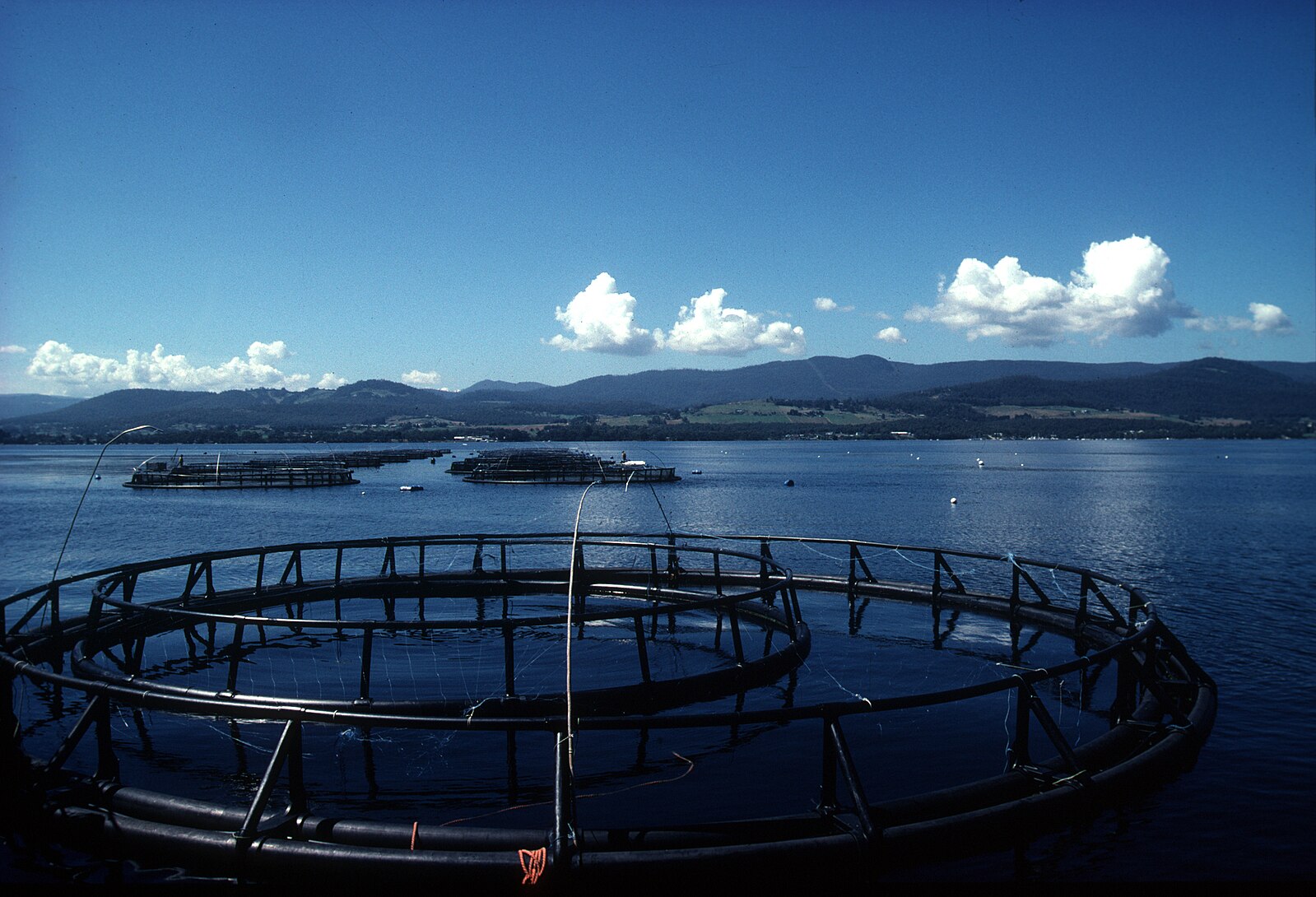 Salmon aquaculture pens floating in the calm coastal waters of Tasmania, with distant green hills and clouds.