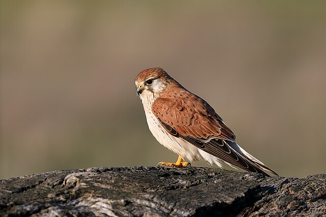 A Nankeen Kestrel (Falco cenchroides) perched on a rock, showing warm brown plumage and clear morning light.