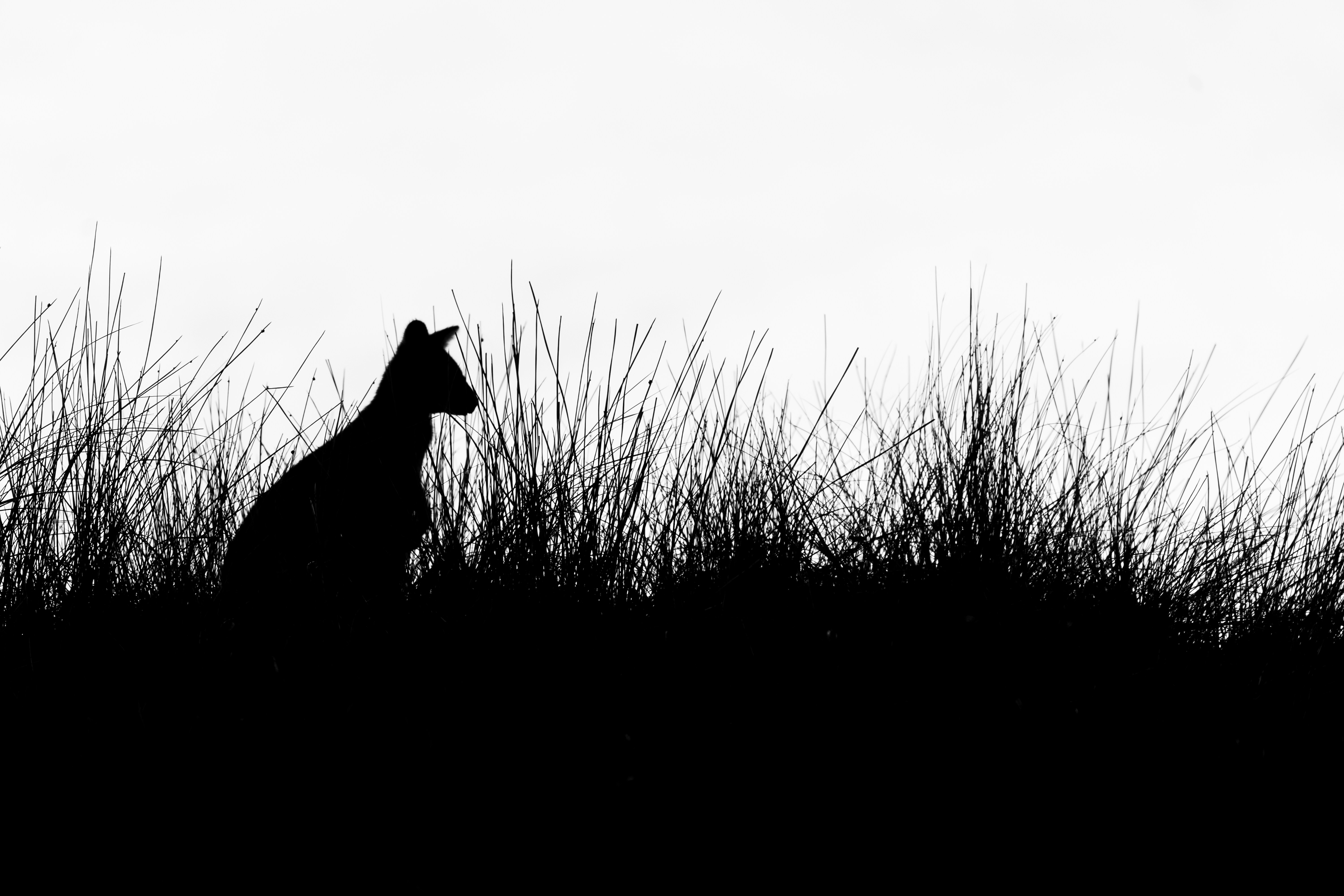 Silhouette of a native macropod standing in grassland at dusk in Tasmania.