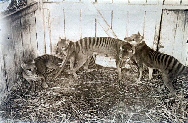Historic photograph of Thylacines in captivity