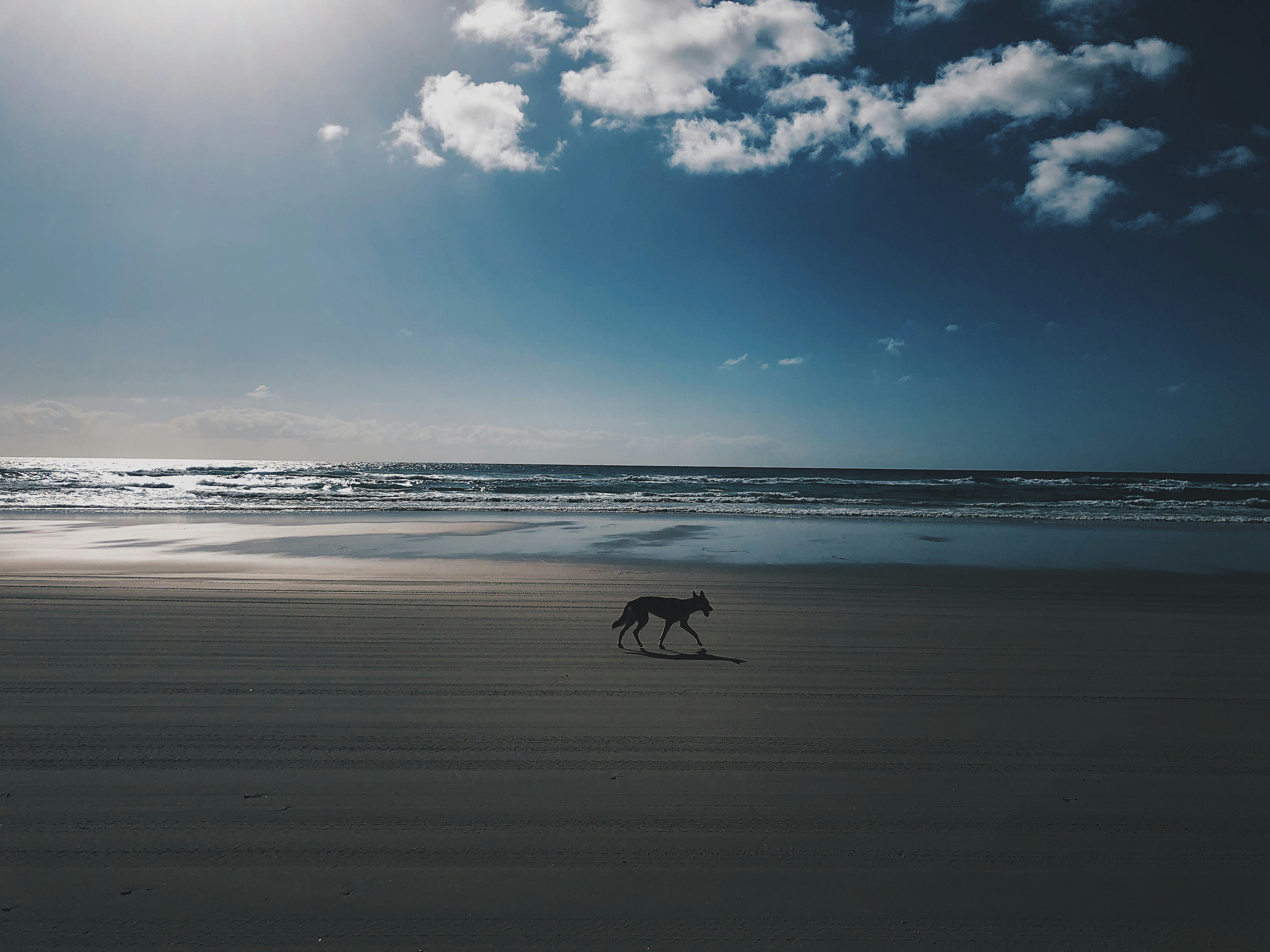 A lone dingo walking along the beach on K’gari (Fraser Island).