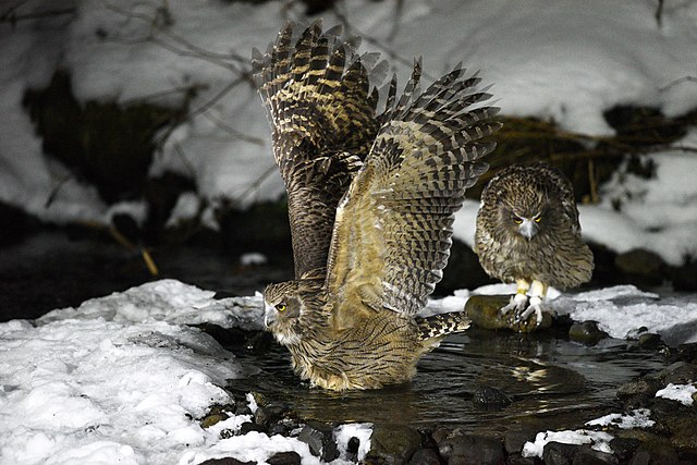 Two Blakiston’s fish owls hunting in a snowy stream in Rausu, Hokkaido, Japan