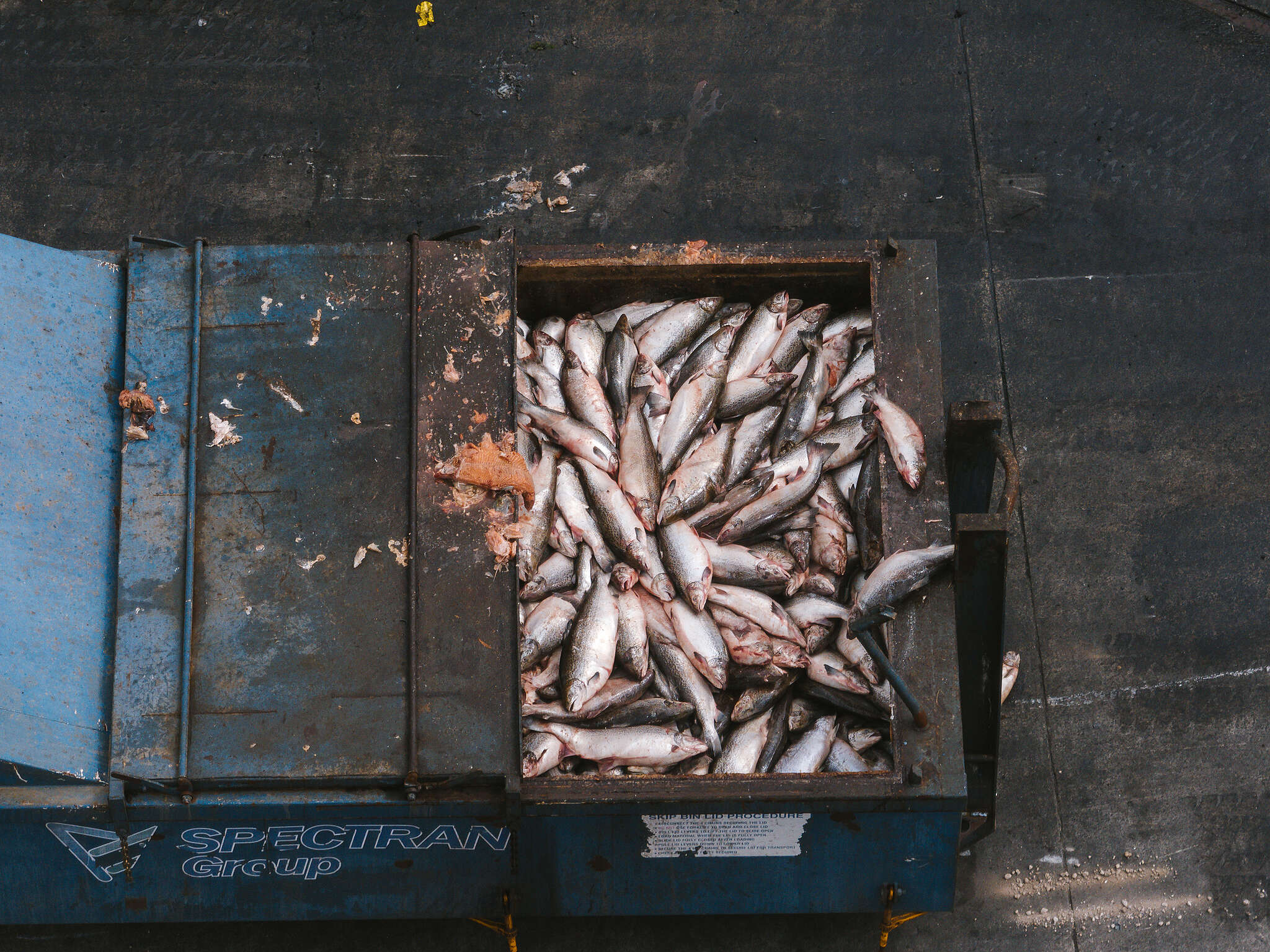 Dead salmon collected in a waste bin during salmon farming operations in Tasmania