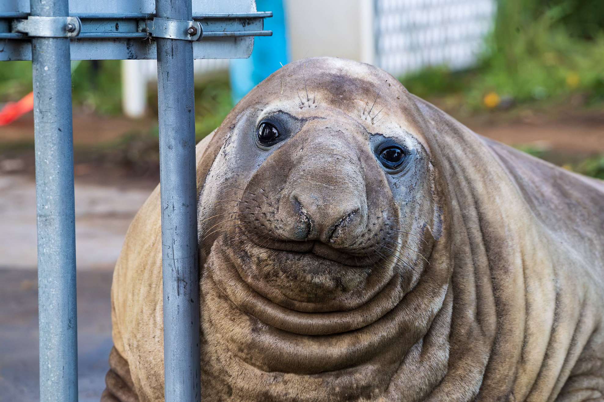 Who is Neil the Elephant Seal?