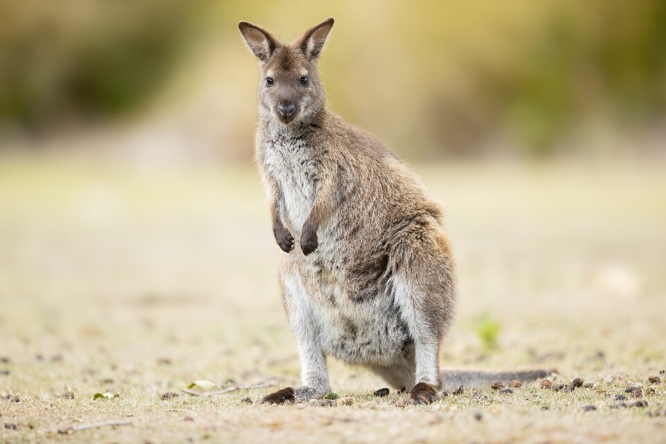 Is It Okay to Feed Wild Animals?
