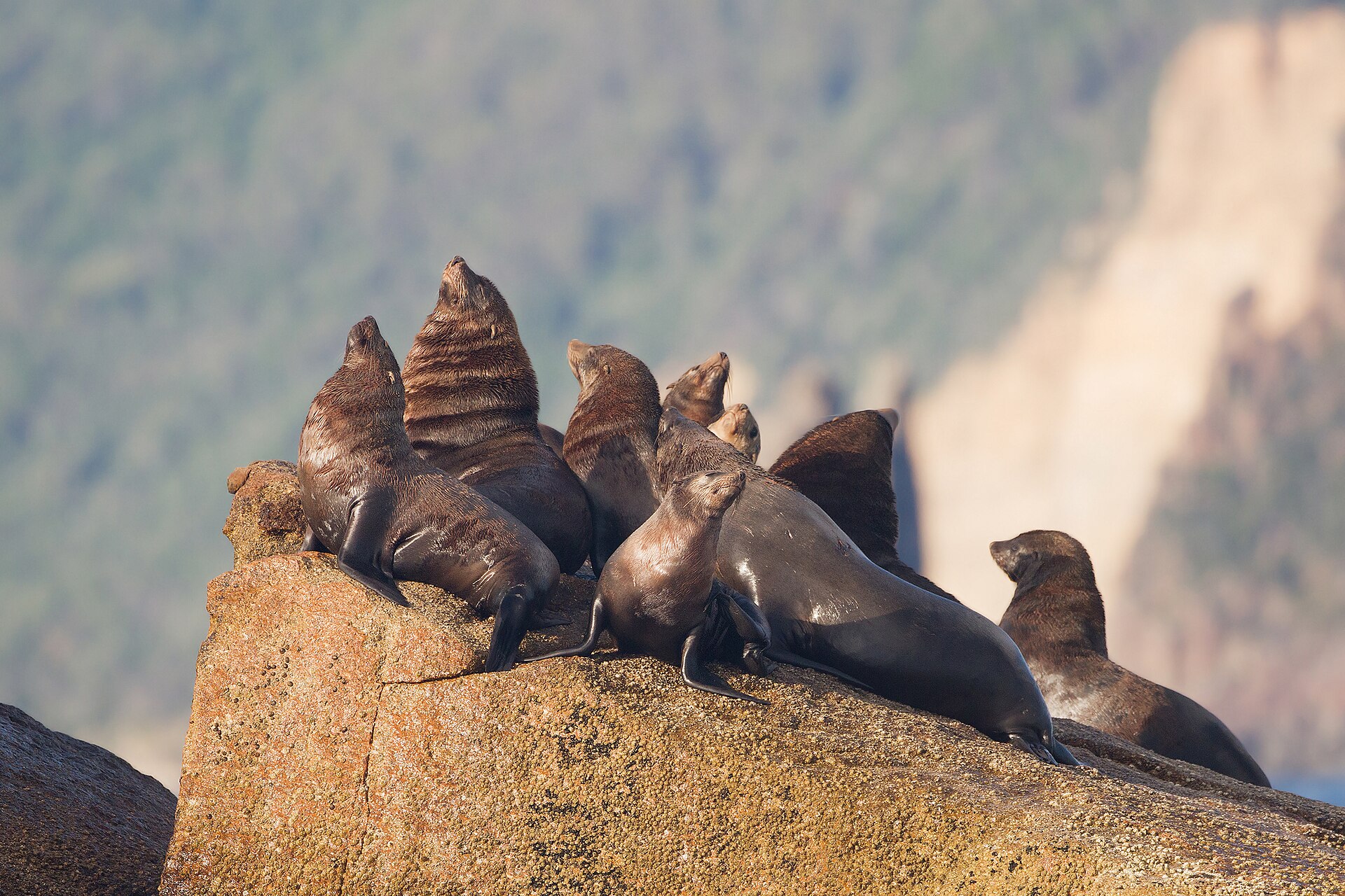 Tasmanian Salmon Farms Used Nearly 1,800 Explosive Seal Deterrents