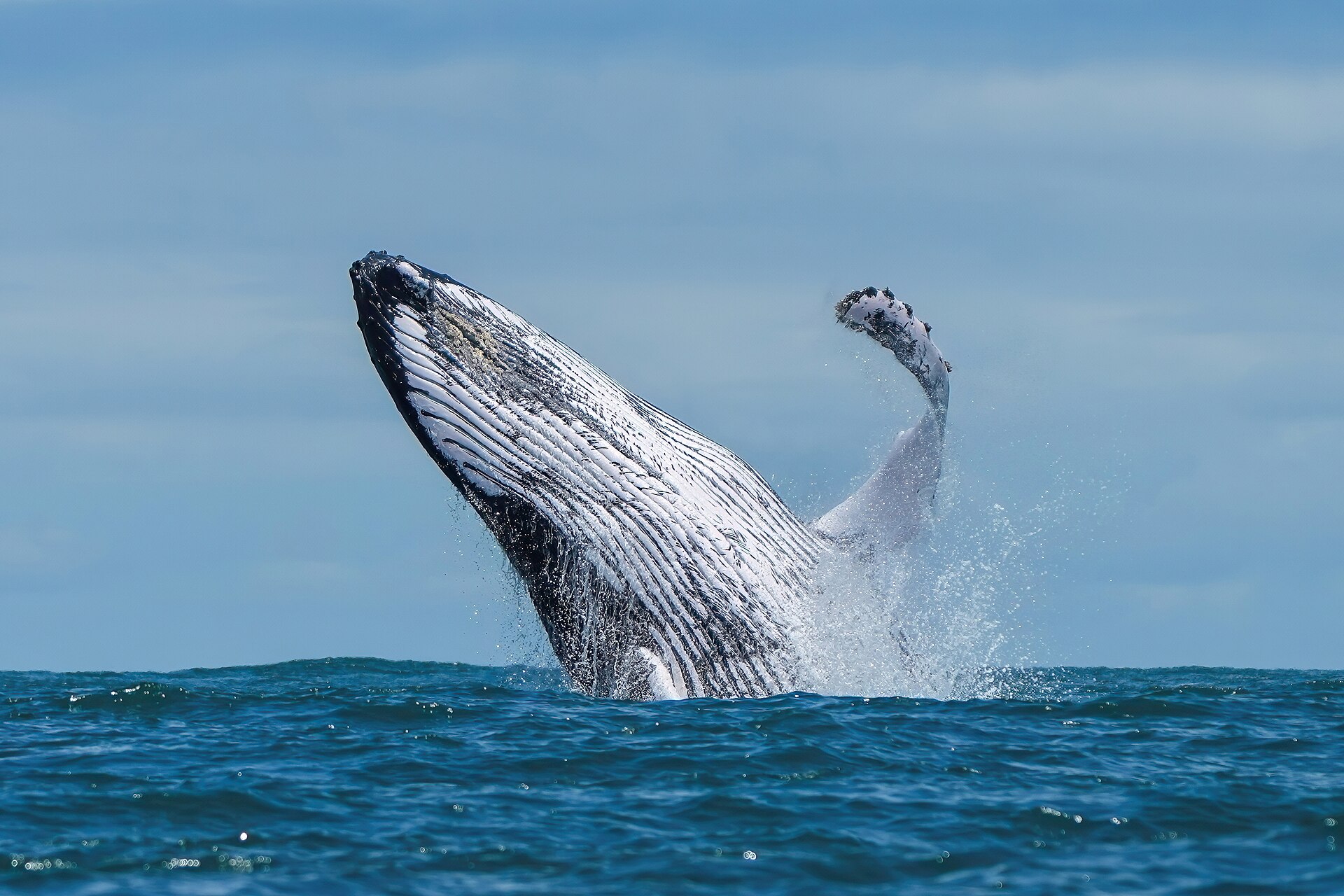 Australia Joins the High Seas Biodiversity Treaty