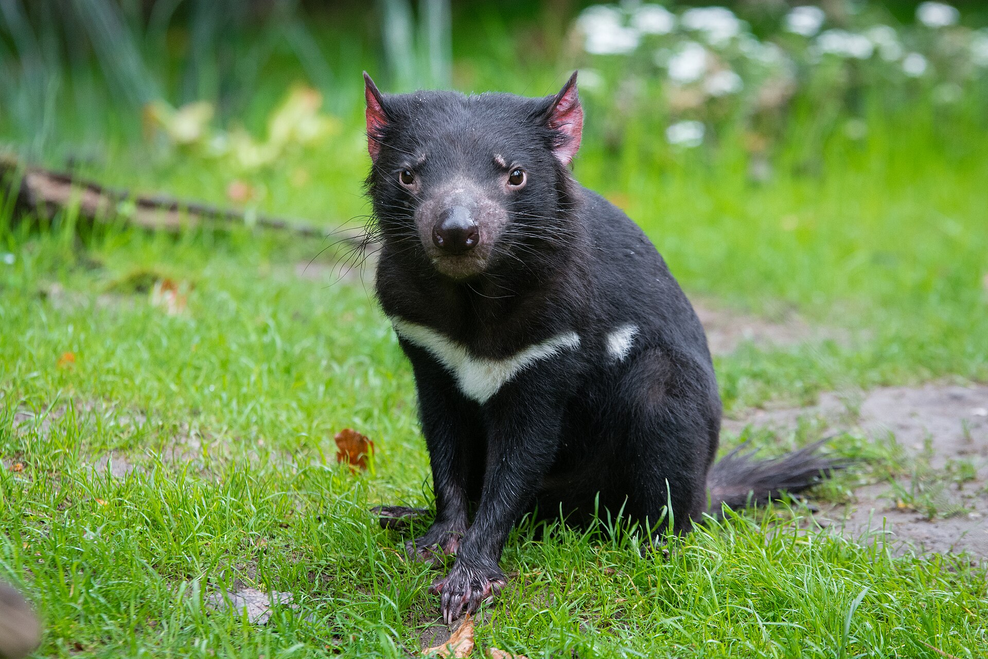 Mary the Tasmanian Devil’s Remarkable Recovery