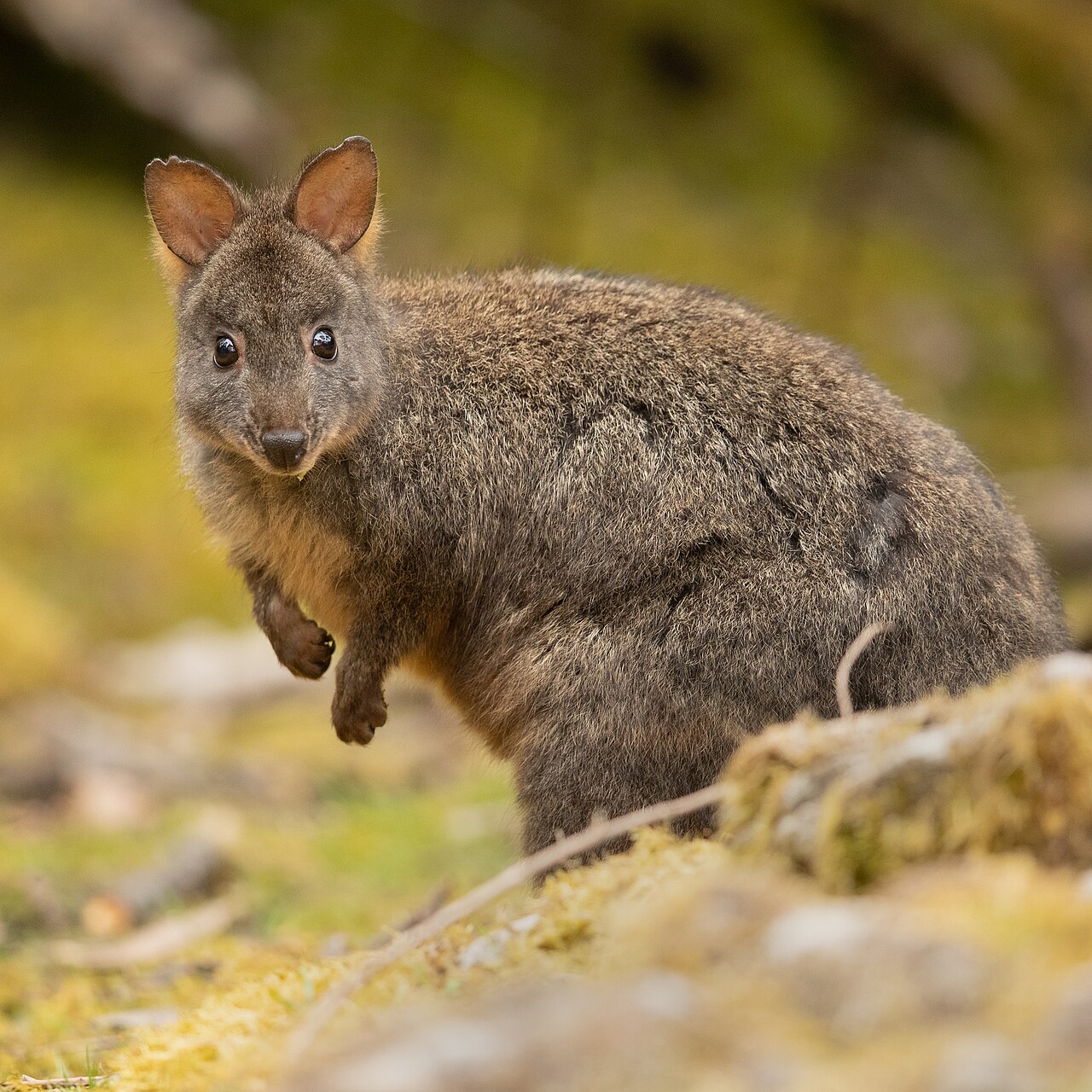 Are Pademelons Related To Dinosaurs?