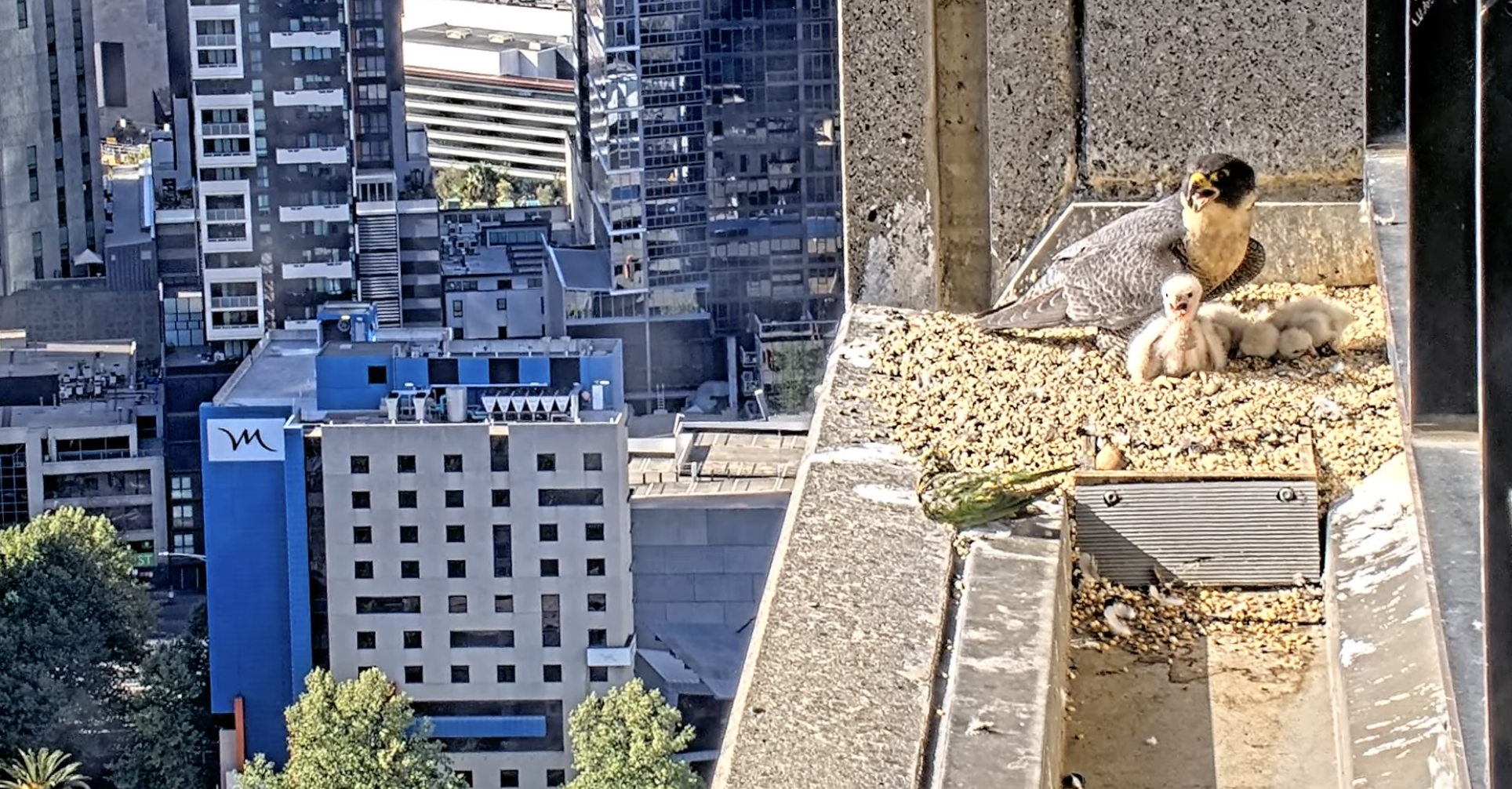 Four Peregrine Falcon Chicks Hatch Above Melbourne