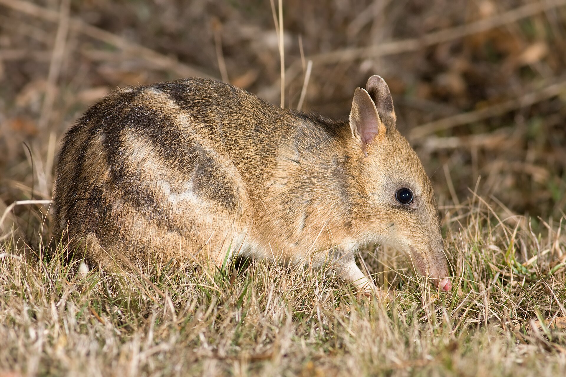 Living With Bandicoots in Tasmania