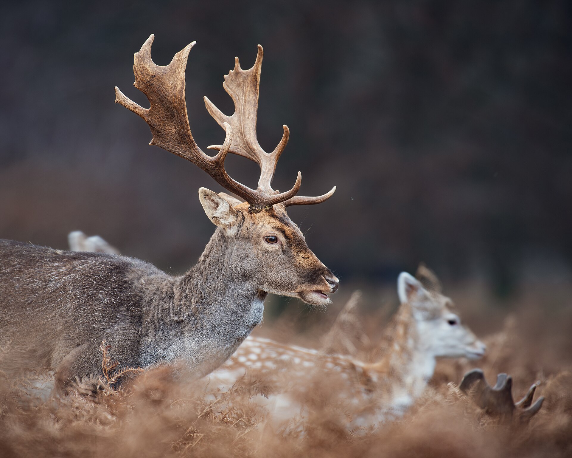 Tasmania Reviews Wild Deer Management