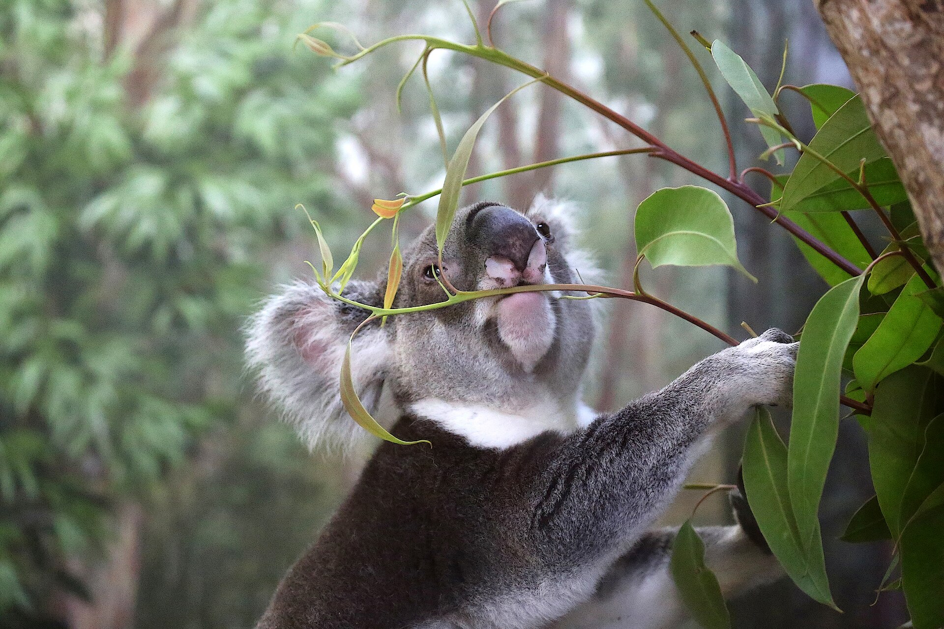 Great Koala National Park Legislation Introduced