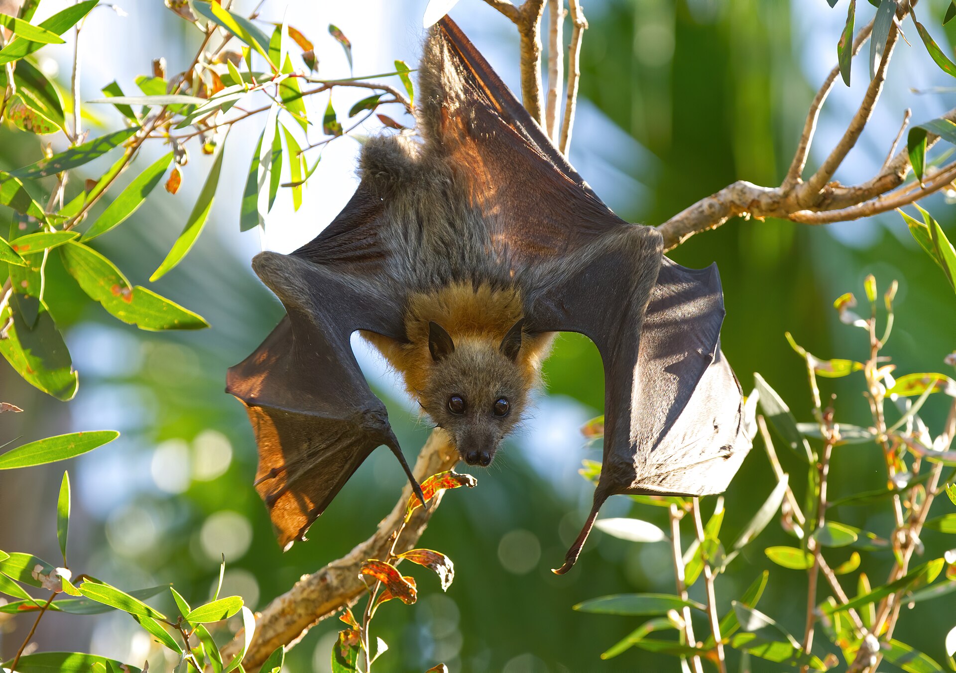 Flying Fox Food Shortages Raise Concerns Across New South Wales