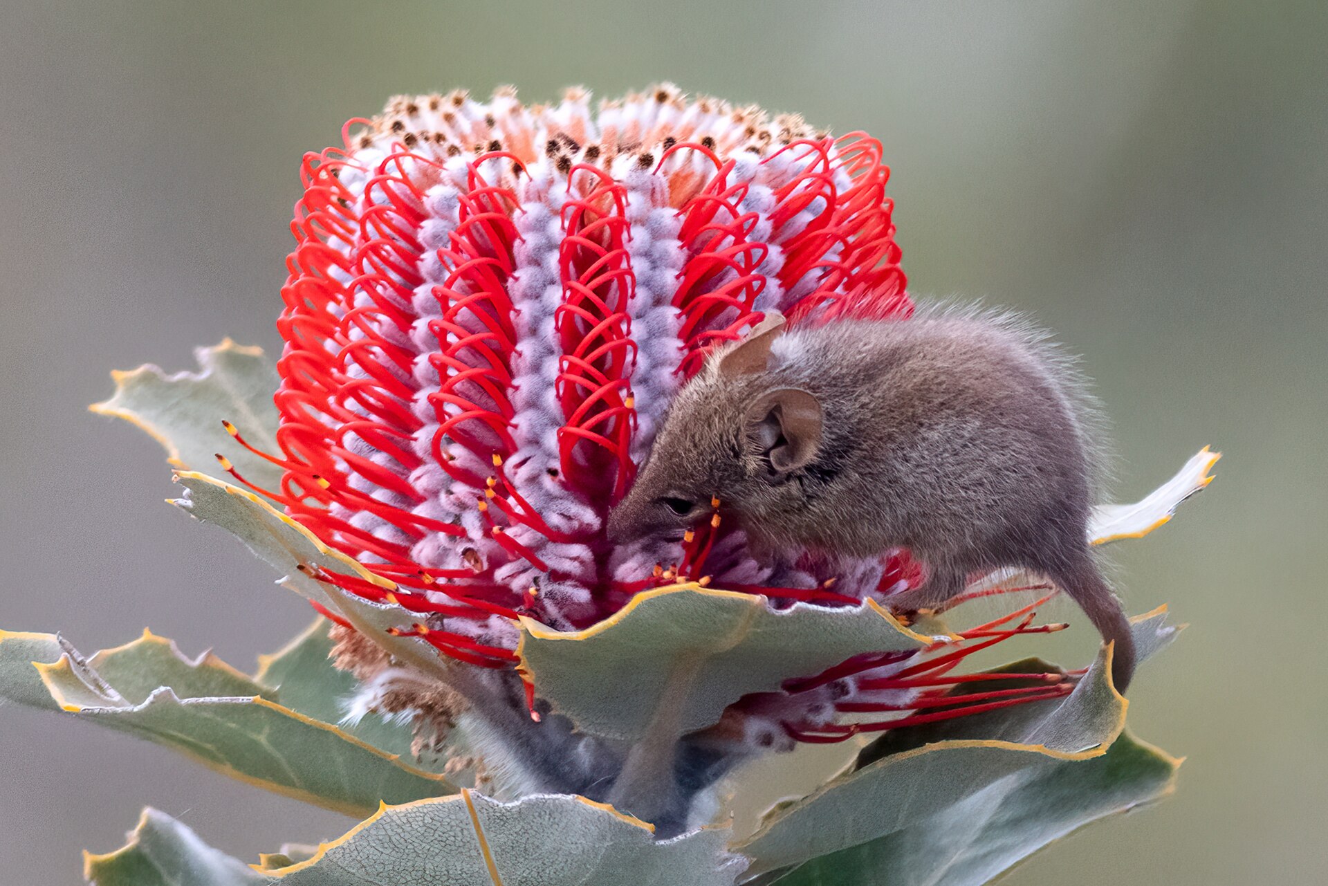 Honey, I Shrunk the Possum!