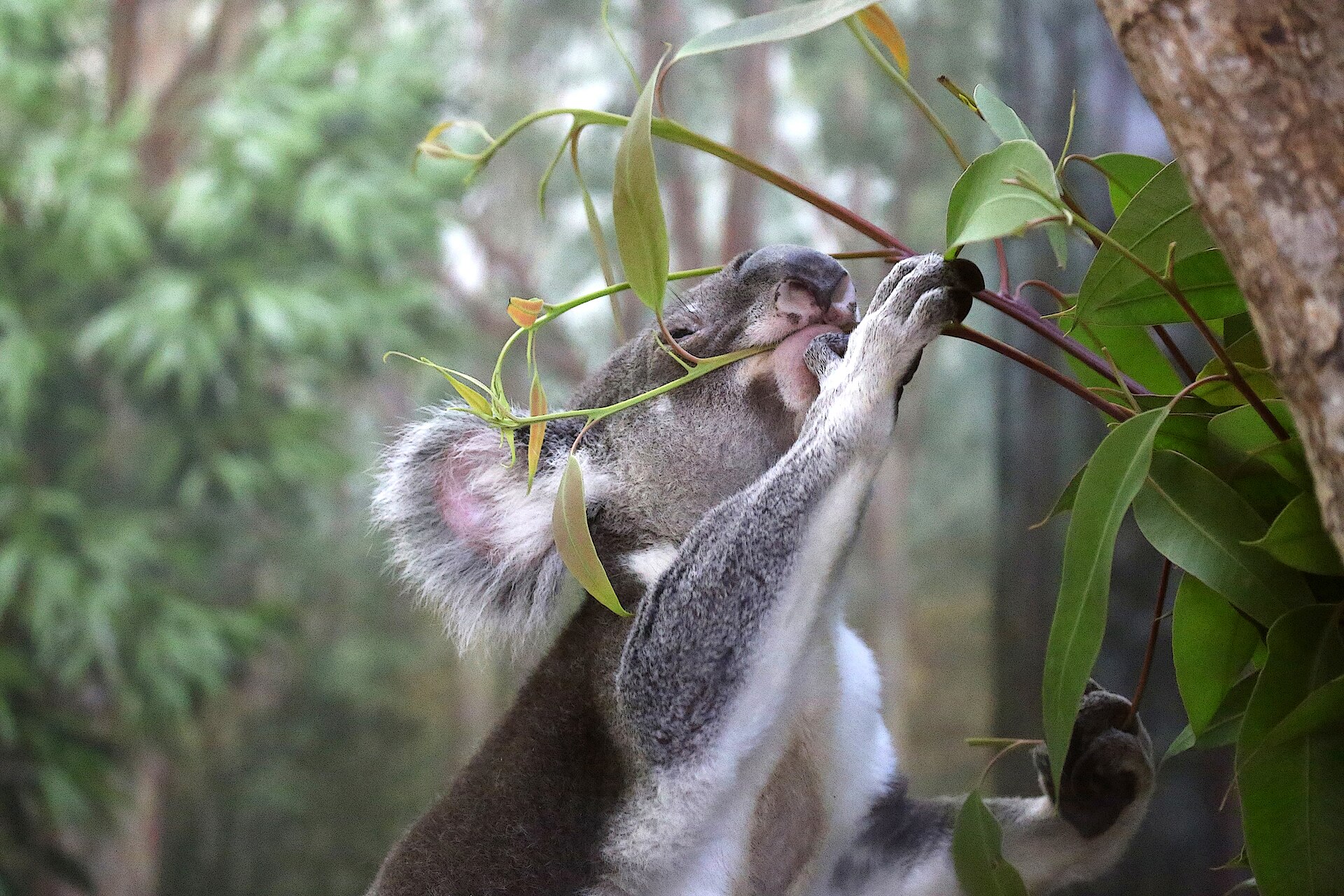 The Great Koala National Park