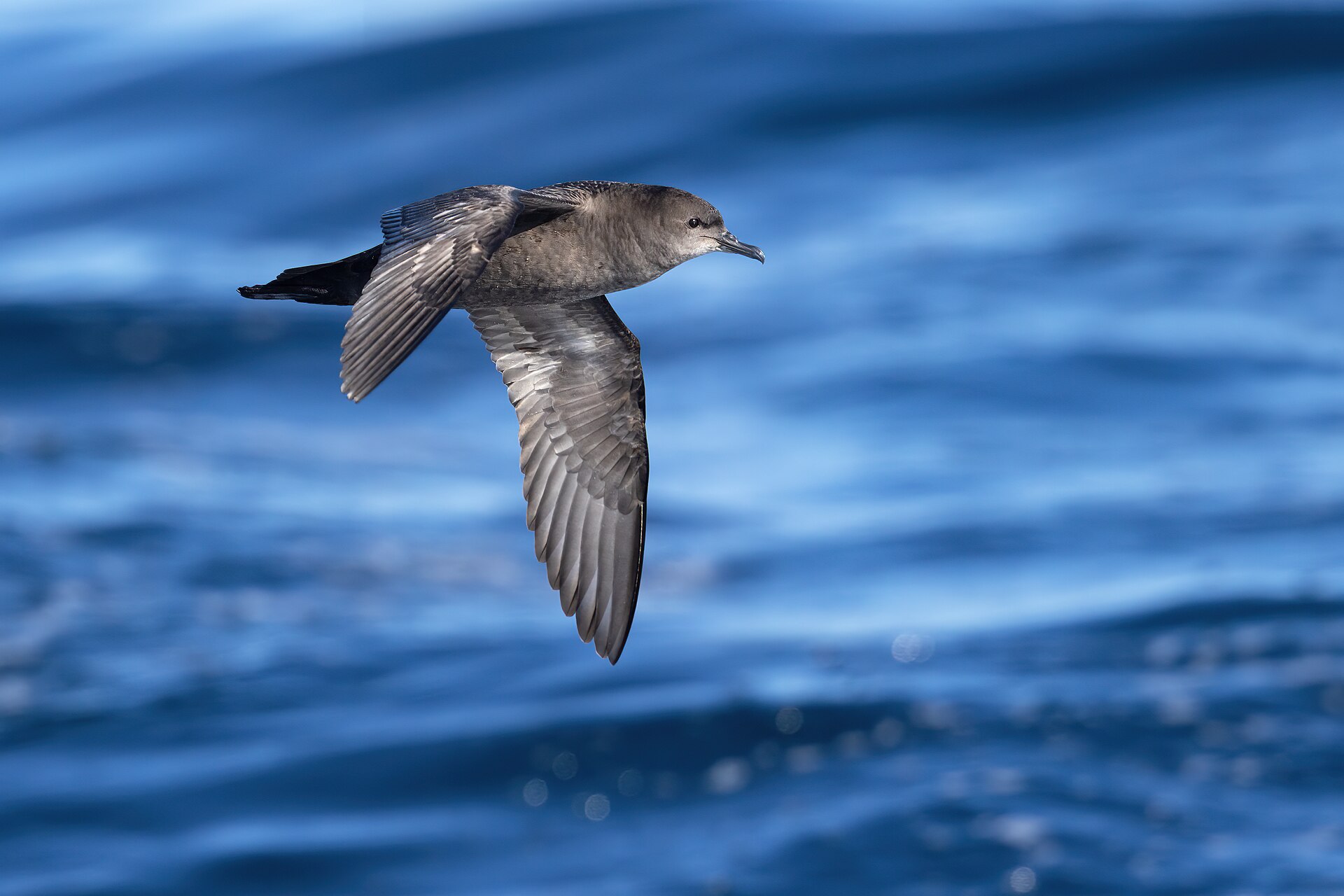 The Remarkable Life of the Short tailed Shearwater